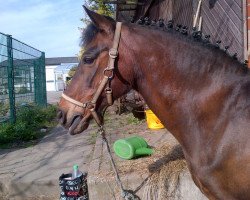 horse Bingo (German Riding Pony, 1992, from Dicky-Bow)