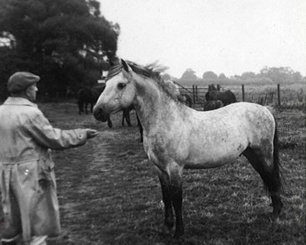 Deckhengst Duikers Happy & Glorious (New-Forest-Pony, 1955, von David Gray)