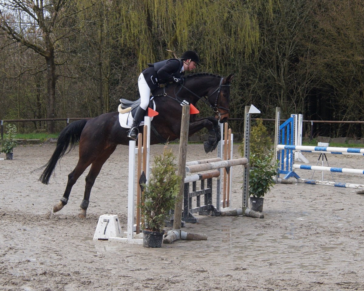 Springpferd Samiro 27 (Westfale, 2005, von Stedinger)