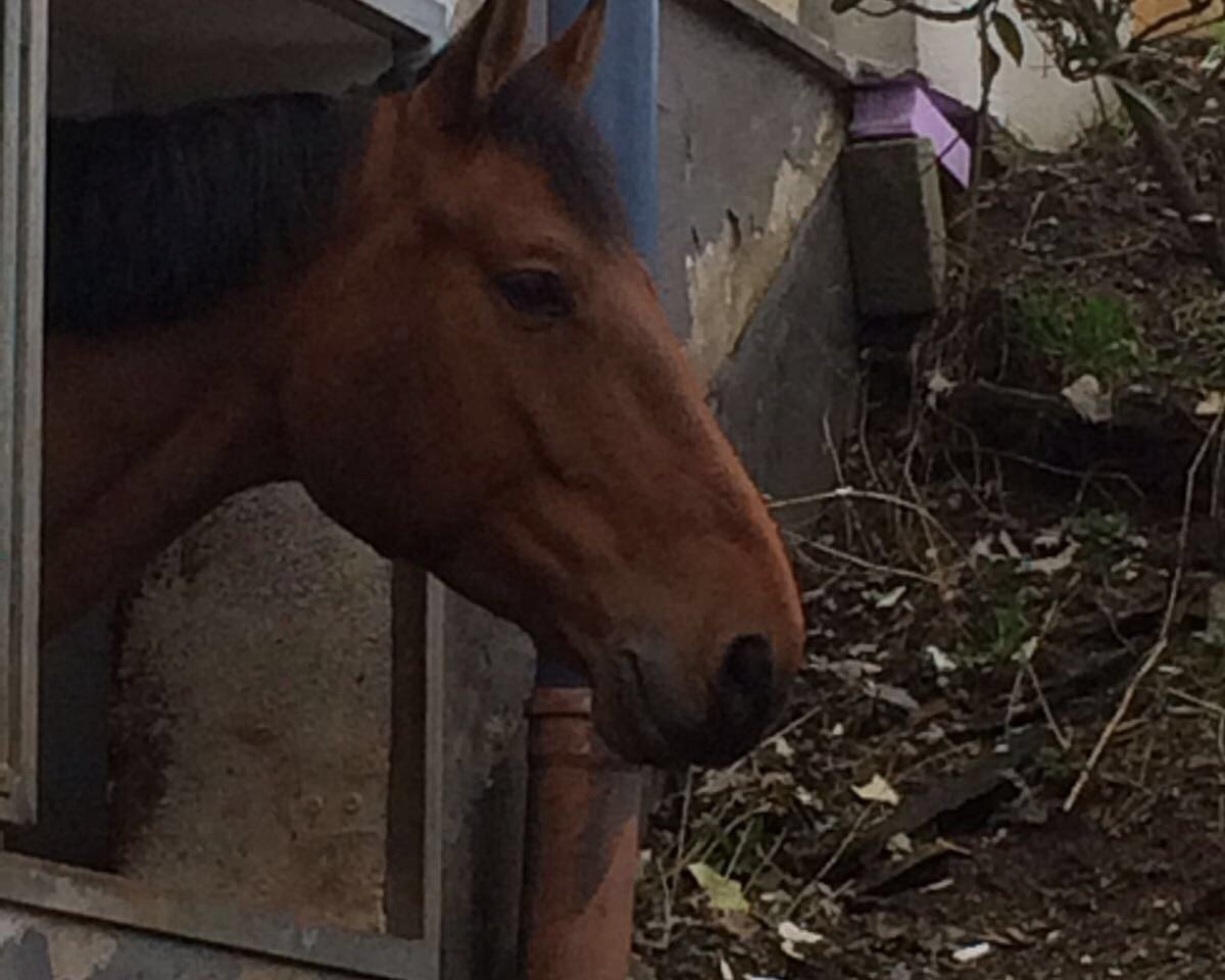 jumper Thybo van de Zijpe (Zangersheide riding horse, 2010, from Tinka's Boy)