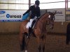 dressage horse Rasputhin M (Hanoverian, 2001, from Riccione)