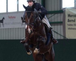 jumper Quinten RZ (German Warmblood, 2008, from Quinto de B)