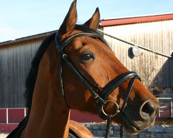 jumper Colando Ge (German Sport Horse, 2006, from Colander)