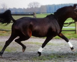 broodmare Who's Who G (Hanoverian, 2002, from Weltmeyer)