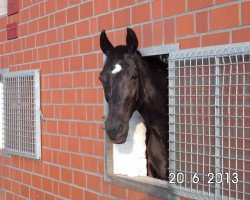 broodmare Pia V (Hanoverian, 1993, from Pik Solo)