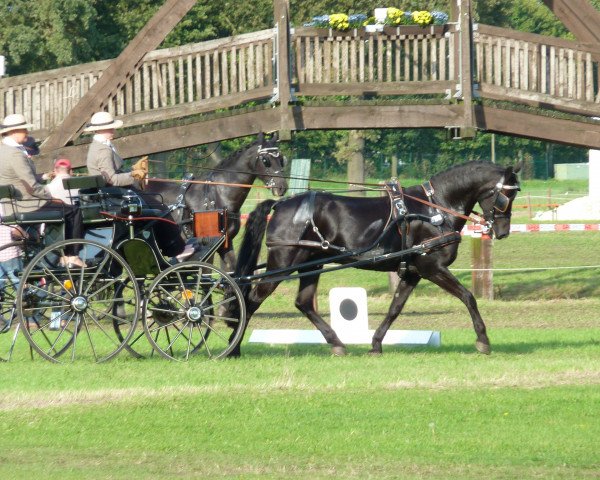 jumper Rhie (Friesian-Mix, 1995, from Classic Jappeloup)