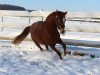 dressage horse Danzatore Rosso (German Riding Pony, 2010, from Don't Worry Be Happy)