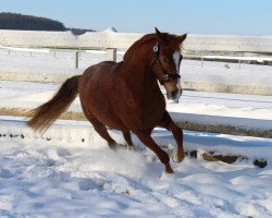 dressage horse Danzatore Rosso (German Riding Pony, 2010, from Don't Worry Be Happy)