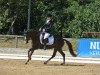 dressage horse Bräuhof Fenena (German Riding Pony, 2007, from FS Champion de Luxe)