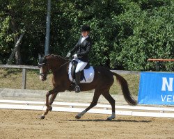 dressage horse Bräuhof Fenena (German Riding Pony, 2007, from FS Champion de Luxe)