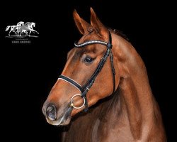 dressage horse Fleur 431 (Oldenburg, 2009, from Fidertanz)