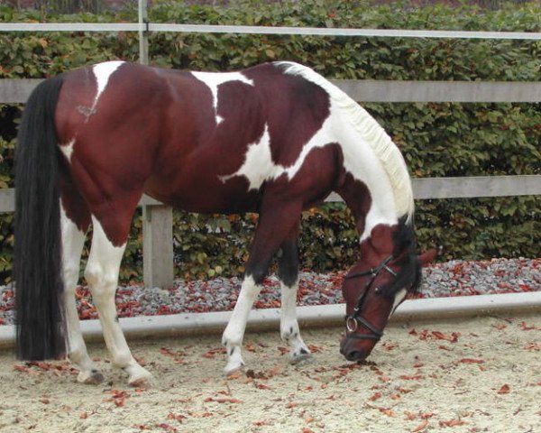 Deckhengst Adonis (Edles Warmblut, 1988, von Alarm)