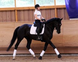 broodmare Golddistel 2 (Trakehner, 2003, from Distelzar)