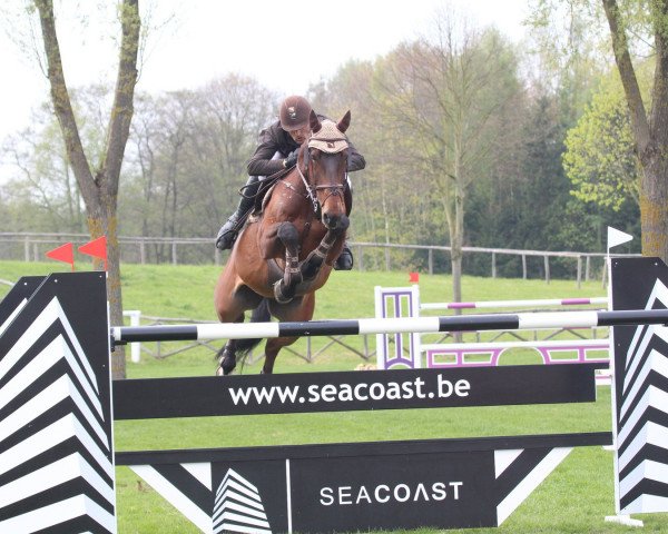 Springpferd Vici R (Belgium Sporthorse, 2003, von Darco)