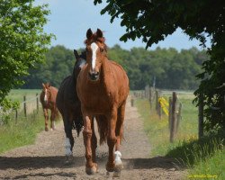 horse Michelangelo 20 (Hanoverian, 1989, from Matcho AA)