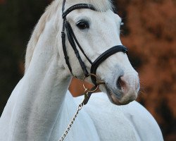 horse William 308 (Trakehner, 1993, from Schneekönig)