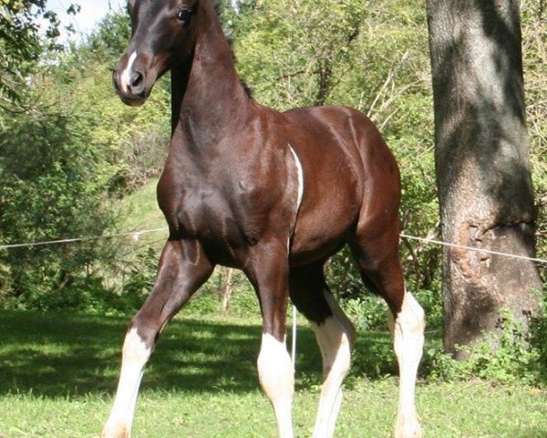 dressage horse Sceltic C (German Sport Horse, 2015, from Schwarzgold)