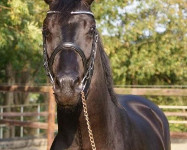 Dressurpferd Edelster - A (KWPN (Niederländisches Warmblut), 2009, von Sandreo)