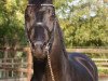 dressage horse Edelster - A (KWPN (Royal Dutch Sporthorse), 2009, from Sandreo)