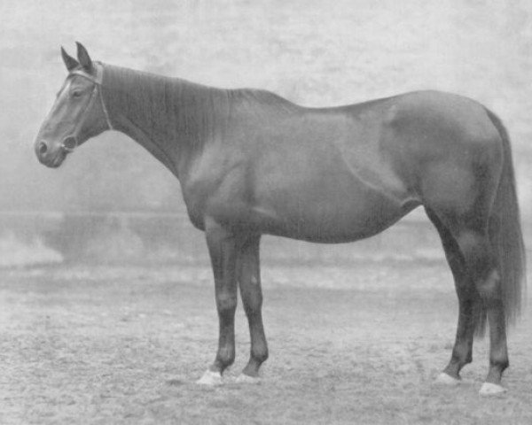 broodmare Aase (Trakehner, 1917, from Metellus xx)