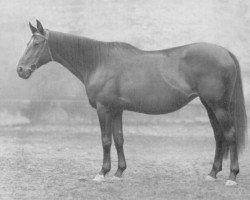 broodmare Aase (Trakehner, 1917, from Metellus xx)