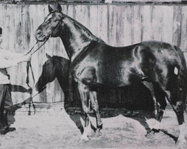 stallion Alcazar (Trakehner, 1925, from Irrlehrer)