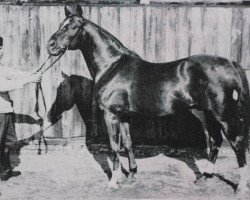 Deckhengst Alcazar (Trakehner, 1925, von Irrlehrer)