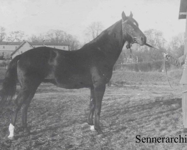 stallion Faust xx (Thoroughbred, 1926, from King's Idler xx)