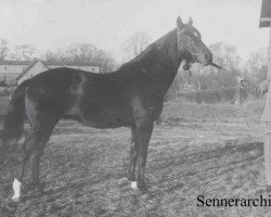 stallion Faust xx (Thoroughbred, 1926, from King's Idler xx)