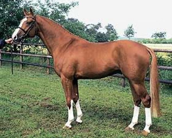 Deckhengst Rubin (Trakehner, 1992, von Rex)