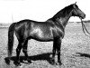 stallion Gracioso (Great Poland (wielkopolska), 1951, from Hindus)