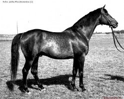 stallion Gracioso (Great Poland (wielkopolska), 1951, from Hindus)