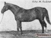 stallion Hetman I (Great Poland (wielkopolska), 1939, from Tur)