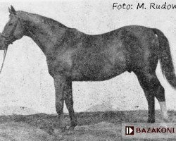 stallion Hetman I (Great Poland (wielkopolska), 1939, from Tur)