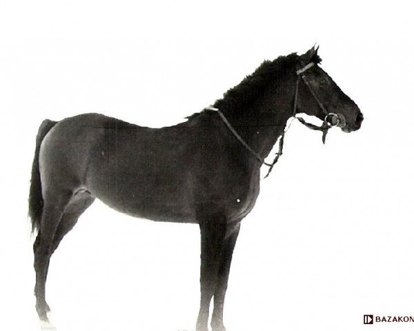 stallion Dniepr xx (Thoroughbred, 1979, from Beauvallon xx)