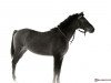 stallion Dniepr xx (Thoroughbred, 1979, from Beauvallon xx)
