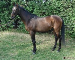 stallion Kosmonauta xx (Thoroughbred, 1994, from Dakota xx)