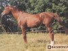 stallion Belfegor II (Great Poland (wielkopolska), 1968, from Balast)
