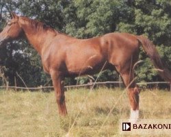 stallion Belfegor II (Great Poland (wielkopolska), 1968, from Balast)