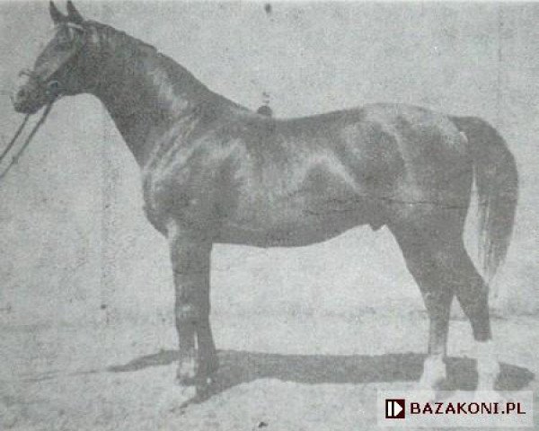 stallion Kontusz (Great Poland (wielkopolska), 1973, from Belfegor II)