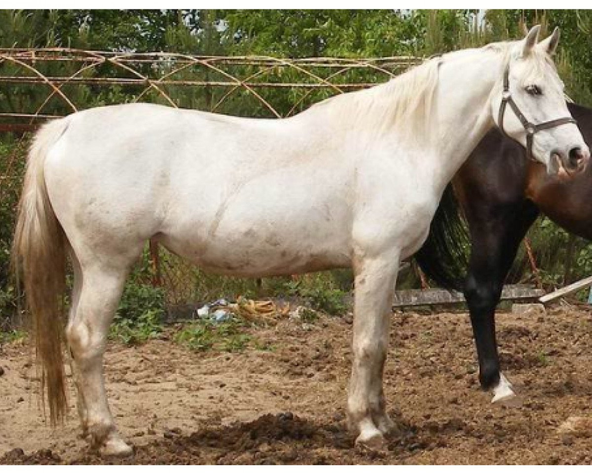 Zuchtstute Hadley (Polnisches Warmblut, 1992, von Adonis)