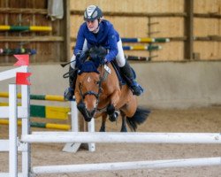 jumper Heidi's Helena (German Riding Pony, 2009)