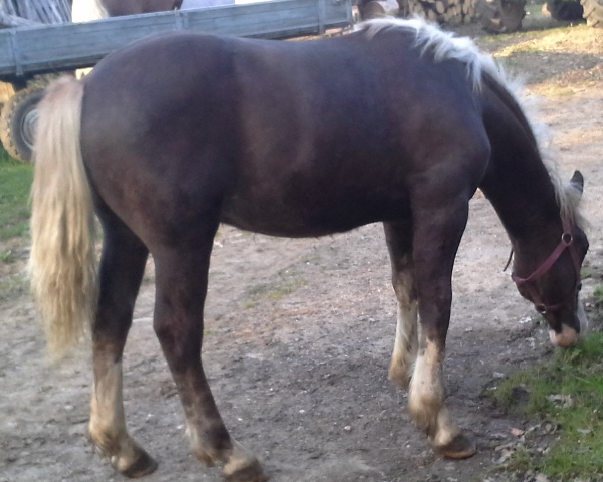 horse Dunkelfuchs (Black Forest Fox, 2015)