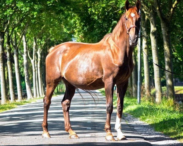 broodmare Ufano (KWPN (Royal Dutch Sporthorse), 2001, from Argus)