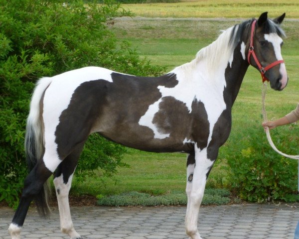 Pferd Kaja (Polnisches edles Halbblut, 2011, von Hazard)