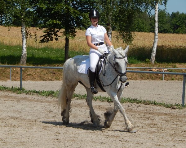 dressage horse Bluewater Fiona (Fell Pony, 2001)