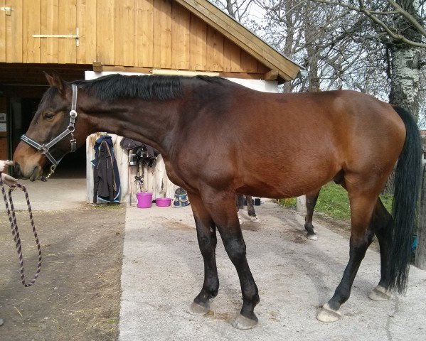 Pferd Amico Grisu (Oldenburger, 2009, von Atlas Bavaria)