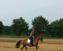 broodmare Day Dream (Mecklenburg, 2003, from Dream of Heidelberg II)