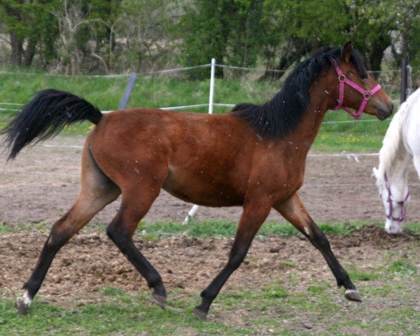 Zuchtstute Dora (Deutsches Reitpony, 2015, von Destino R)