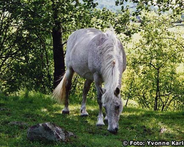 Zuchtstute Rolo (Connemara-Pony, 1982, von Skryne Bright Cloud)